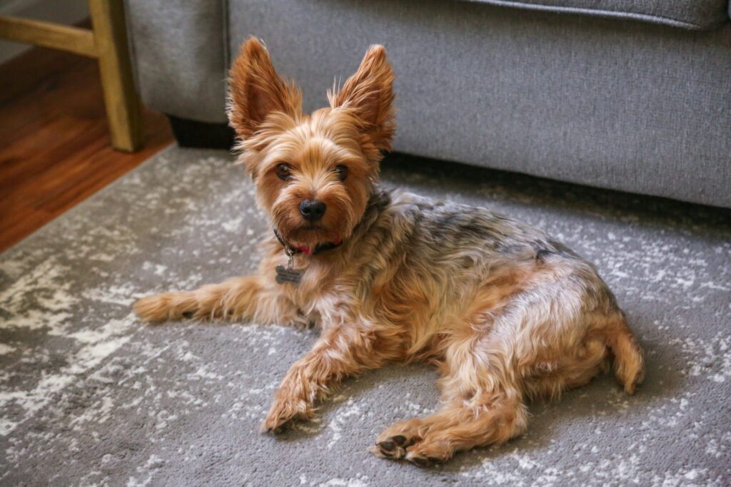 pet stain removal